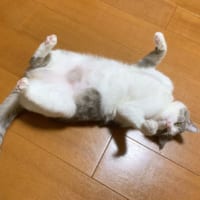 「見たニャ……？」飼い主をジロリと見つめるいずもちゃん。