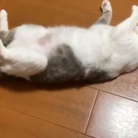 動画では、しっぽをフリフリしていたいずもちゃん。まさか本当にUFOを！？