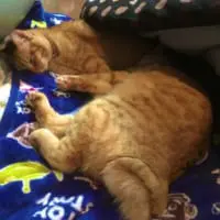 猫はこたつで丸くなってない「決定的瞬間」が激写され話題に。