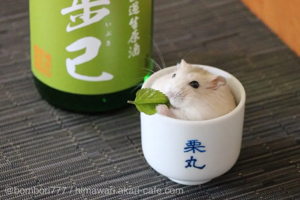 器に入ったハムスターは「日常に溶け込みがちなハッム」なんだな