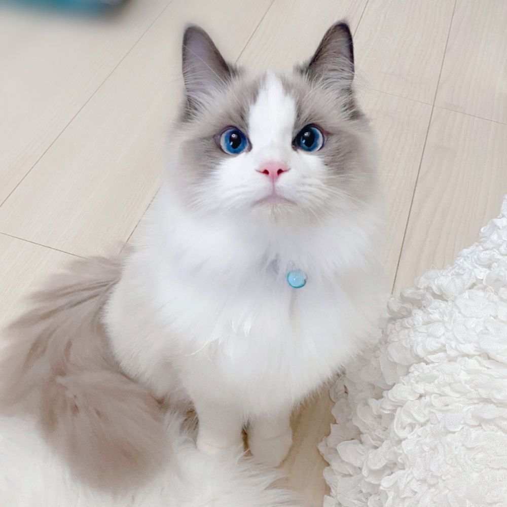 宝石のようなブルーアイ　子猫の澄んだ瞳に引き込まれる