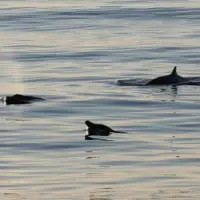バハ・カリフォルニア半島沖で発見されたクジラ（Image：U.S.Navy）