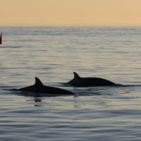 アメリカ海軍の研究チームが発見した新種とみられるクジラ（Image：U.S.Navy）
