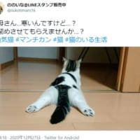 「お母さん、寒いんですけど？」というつぶやきとともに写された猫ちゃんの投稿写真がTwitterで話題。