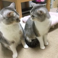 猫種は違うのに、容姿がそっくりなランちゃんとルンちゃん。同じ日にやってきました。