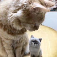 飼い猫のここくんとのツーショットも特に違和感なし。