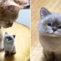 本物そっくりの猫の羊毛フェルトがTwitterで話題。