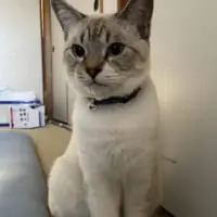 ご飯の催促になるとキリっと可愛くなるしらすちゃん。
