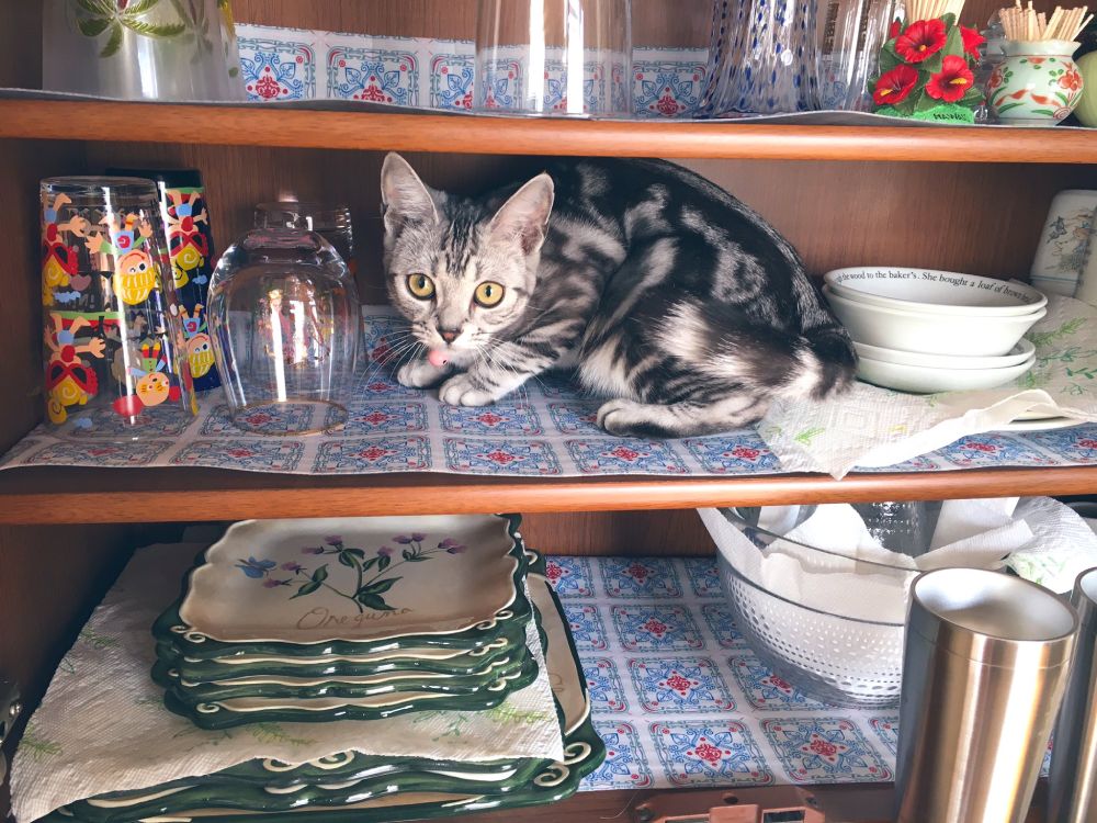 食器を入れ替えてたら　猫は飼い主の隙を決して見逃さない