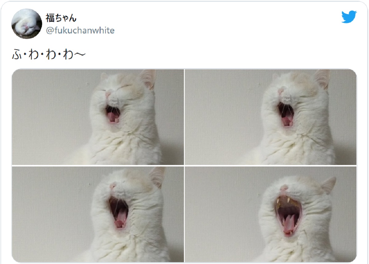 「ふ・わ・わ・わ～」豪快なあくびを披露する猫