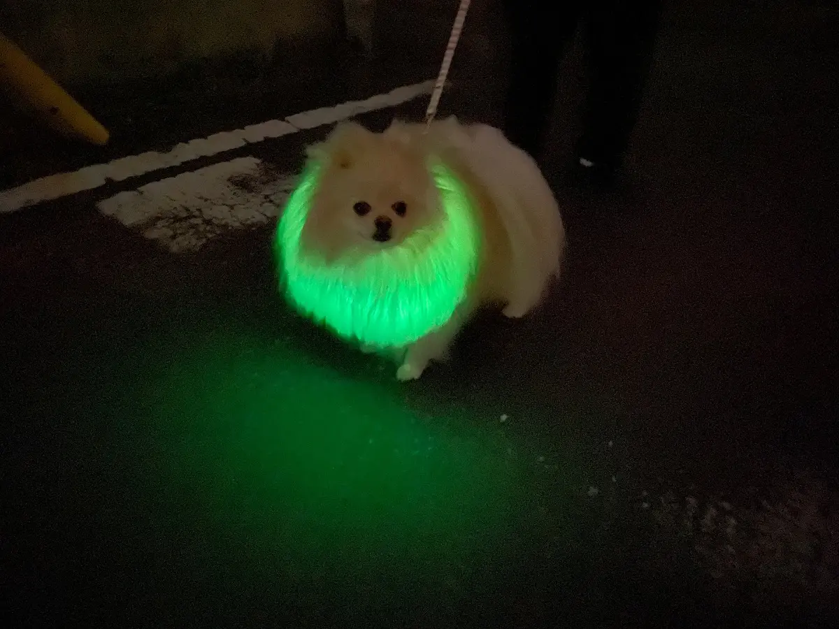 ポケモン？ゲーミングポメラニアン？　あるポメラニアンの散歩のようすが話題