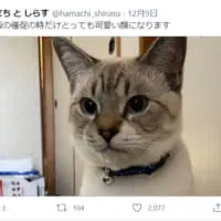 ご飯になると表情を一変させる猫さんの姿が話題。
