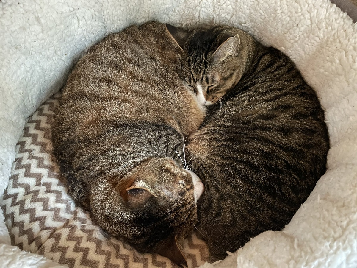 太極図？仲良く丸くなって眠る2匹の猫