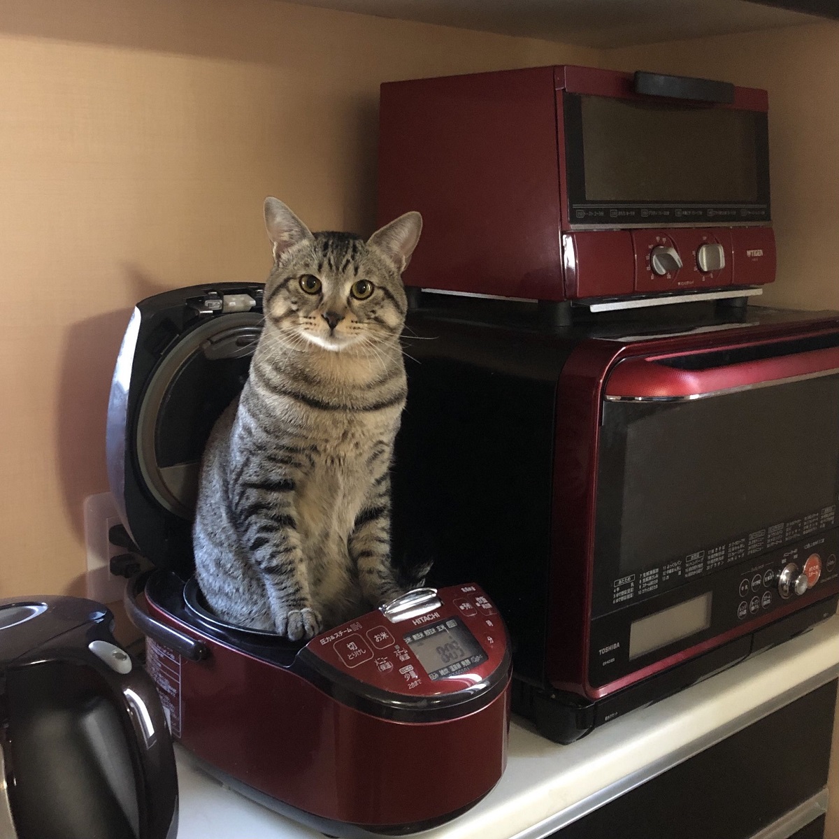 これが本当の猫まんま？炊飯器から猫が生えているぞ！