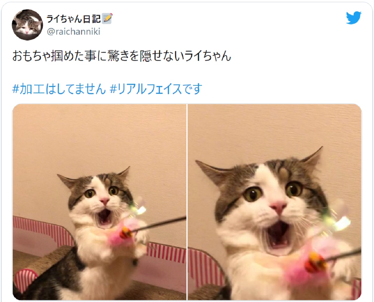 表情のクセ！おもちゃを掴めたことに驚く猫の顔に爆笑