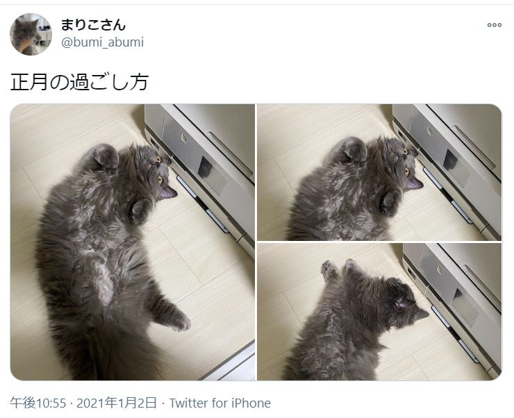 猫流「正しい正月の過ごし方」がTwitter上で披露される