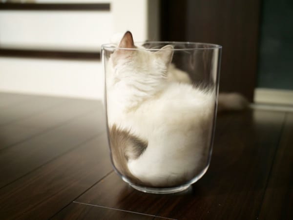 どうやらメルくんはこの箱がお気に入りになった様子。