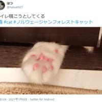 トイレを覗こうとしている侵入者が激写された模様。