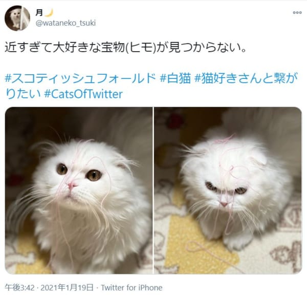 まさに「灯台下暗し」の状況で物を探す子猫ちゃんがTwitterで話題。