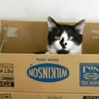 「1日1ツイートのゆる～い猫の様子」を投稿する飼い主さん。なつめくんの姿はニャンともいえない1枚。