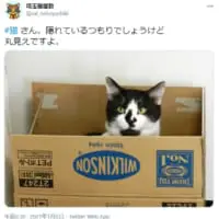 「丸見えですよ」全然隠れていない猫の投稿写真が話題。