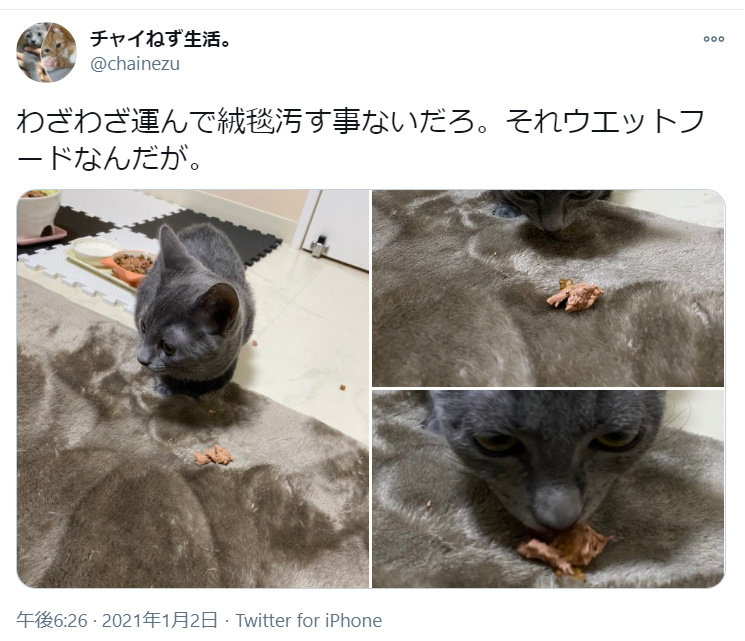 「それウェットフードなんだが」　絨毯の上に移動して食事をする猫