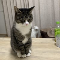 背後から凄まじい気配を見せる猫ちゃんが話題に