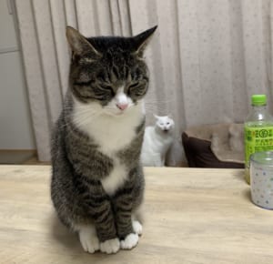 背後から凄まじい気配を見せる猫ちゃんが話題に