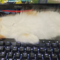 意外な場所で独特な寝方をする猫がTwitterで反響。