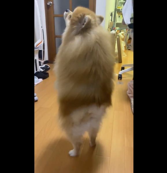 漫画家の橘紫夕さんの飼い犬であるポメラニアンの宗次郎ちゃん。