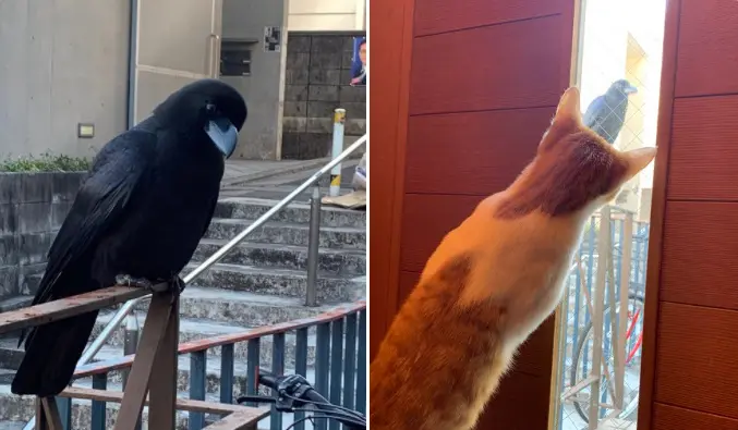 待ち人来ニャイ……　けど別の来訪者？に興味津々の子猫