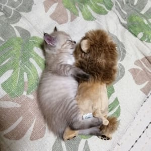 ライオンちゃんと眠りにつく子猫の投稿写真にTwitterで多くの方が癒された模様。