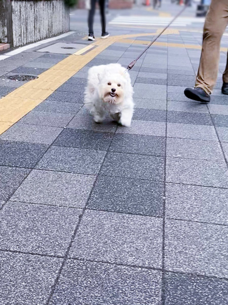 祟り神のような全力疾走のビールくん（大河紀さん提供）