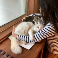 たっぷり猫吸いをして宿題はあきらめて、猫たちがいなくなってから宿題