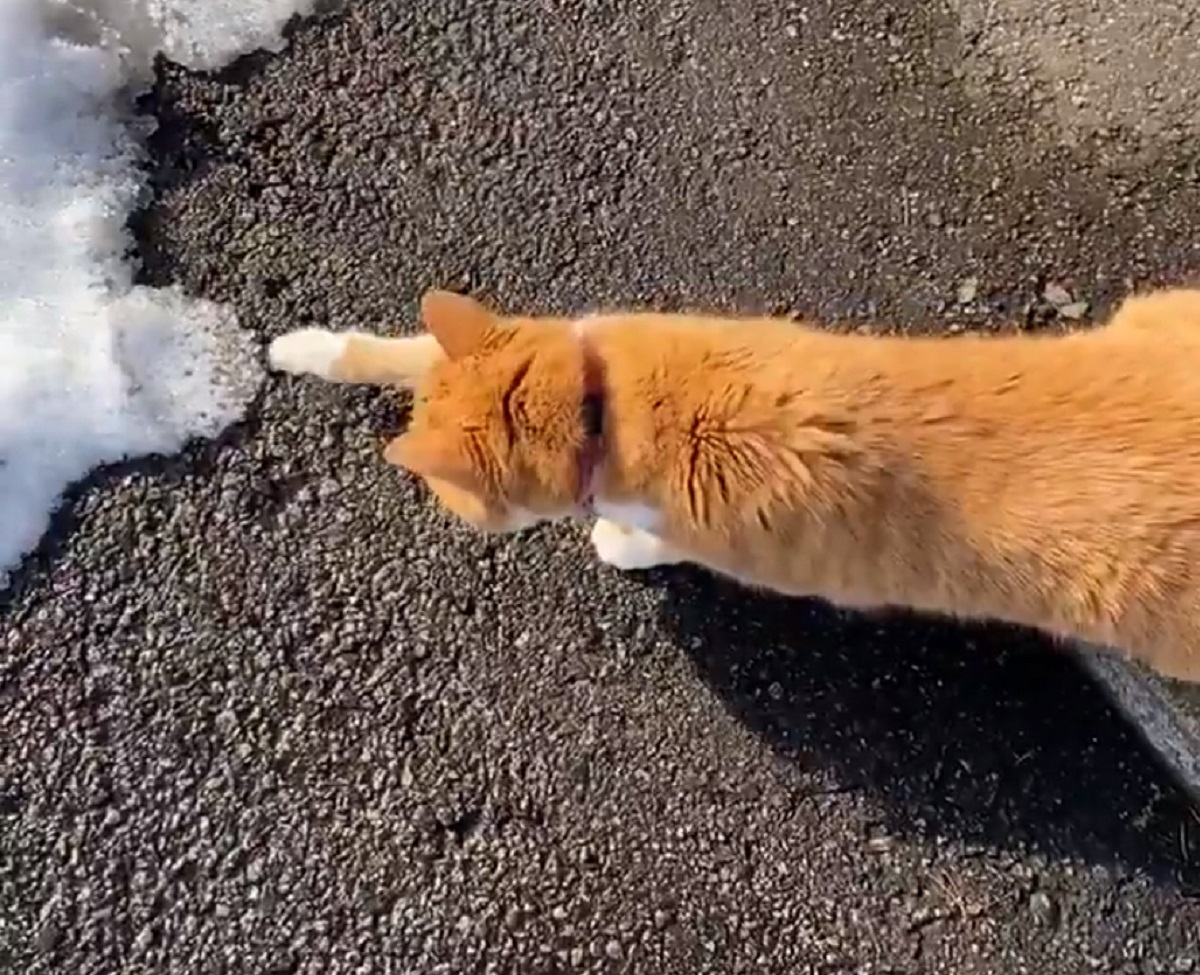 腰引けまくり！雪にビビりすぎな猫