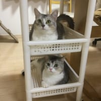 サイドワゴンで落ち着いている猫