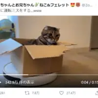 画像提供：友子ちゃんとお兄ちゃん・ねこ＆フェレット（@2oniTomo）さん