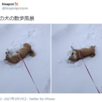 「雪国犬あるある」がTwitterで投稿され話題に。
