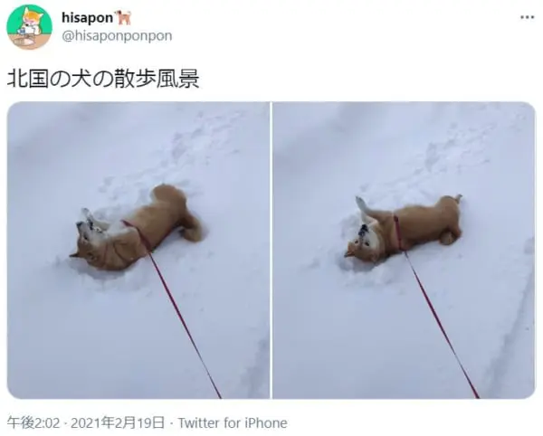 「雪国犬あるある」がTwitterで投稿され話題に。