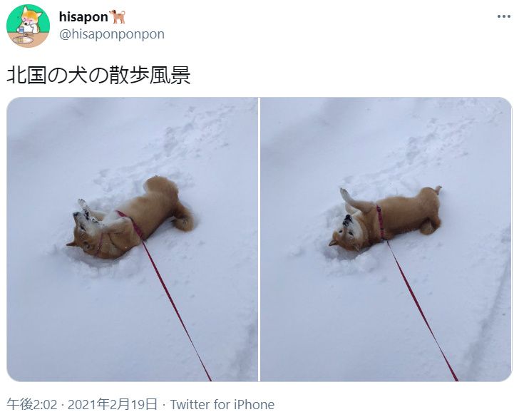 北国の犬の散歩風景が話題　雪に飛び込み大はしゃぎ