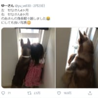 女の子のあさんと一緒に育つハスキー、せなさんの成長ぶり（「ゆーさん」さんTwitterからのスクリーンショット）