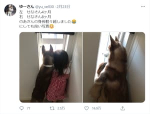 女の子のあさんと一緒に育つハスキー、せなさんの成長ぶり（「ゆーさん」さんTwitterからのスクリーンショット）