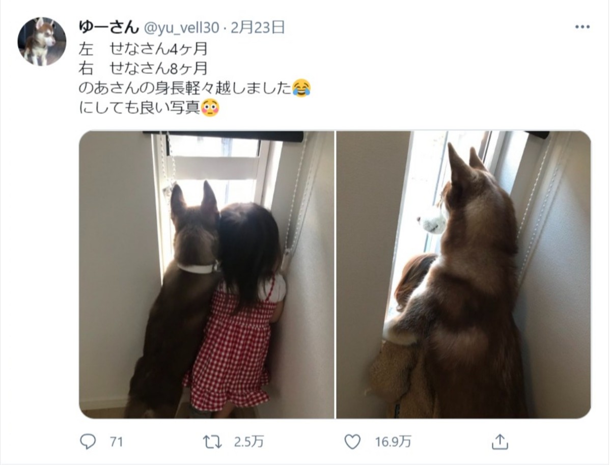 女の子とハスキーは仲良し姉妹　成長ぶりの写真にほっこり