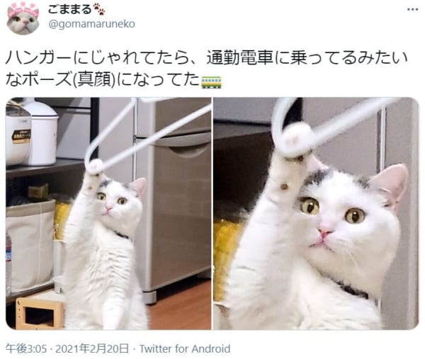通勤途中の猫！？　決定的瞬間がTwitterで目撃される。