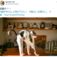 「漫画か？！」コミカルな姿を披露した猫がTwitterで話題。