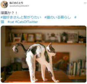 「漫画か？！」コミカルな姿を披露した猫がTwitterで話題。