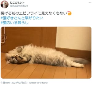 エビフライになってしまった猫が話題。