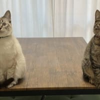 帰宅後の飼い主の前に待ち構えていた猫が話題。