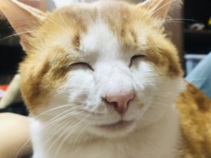 リラックスが過ぎておじいにゃんになってしまった猫が話題。