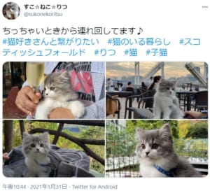 「どこでもいっしょ」旅先で撮った愛猫の写真がTwitterで話題。
